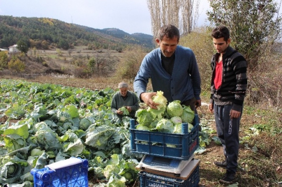 Alucra’da Lahana Hasad Balad
