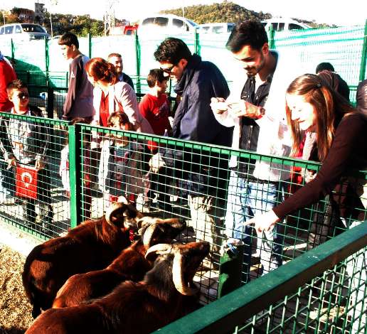 GRESUN’DA HAYVANAT BAHES AILDI