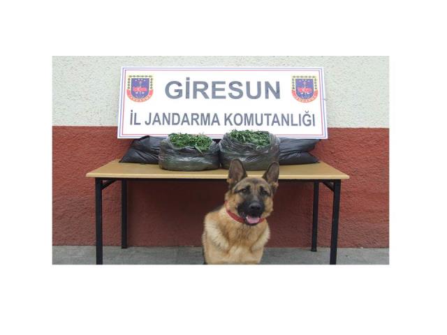 Giresun'da Uyuturucu Operasyonu