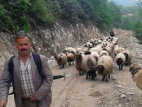 obanlar Yayla Yolunda