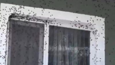 Kahverengi kokarca Giresun’da evleri ve araçları istila etti