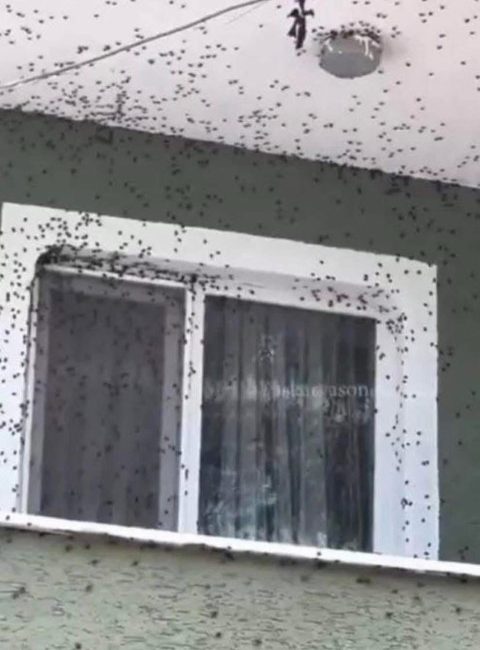 Kahverengi kokarca Giresun’da evleri ve araçları istila etti