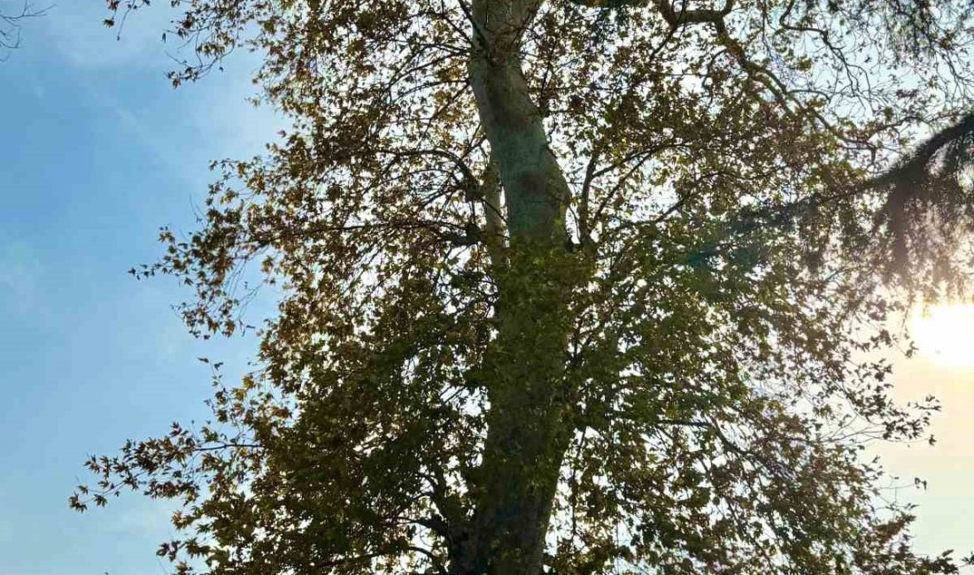 Asırlık çınar ağacının koruma altına alınması bekleniyor
