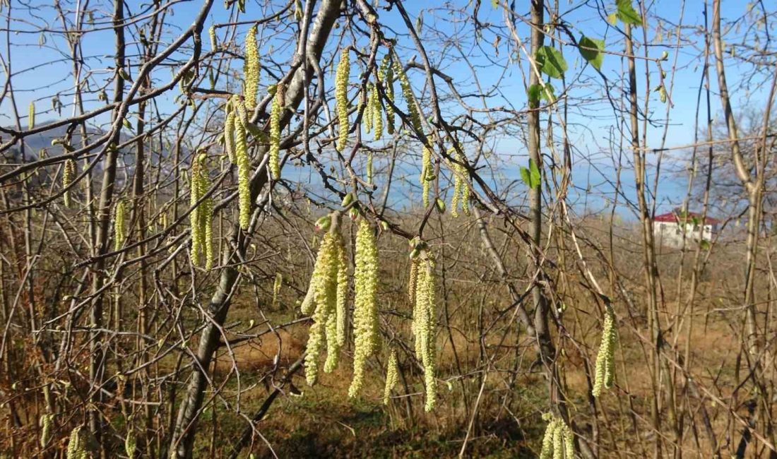 Giresun Üniversitesi Fındık İhtisaslaşma Koordinatörü Ali Turan, fındık üretiminde komşudan