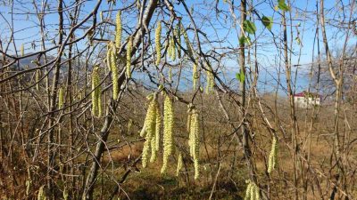 Giresun Üniversitesi Fındık İhtisaslaşma Koordinatörü Ali Turan, fındık üretiminde komşudan