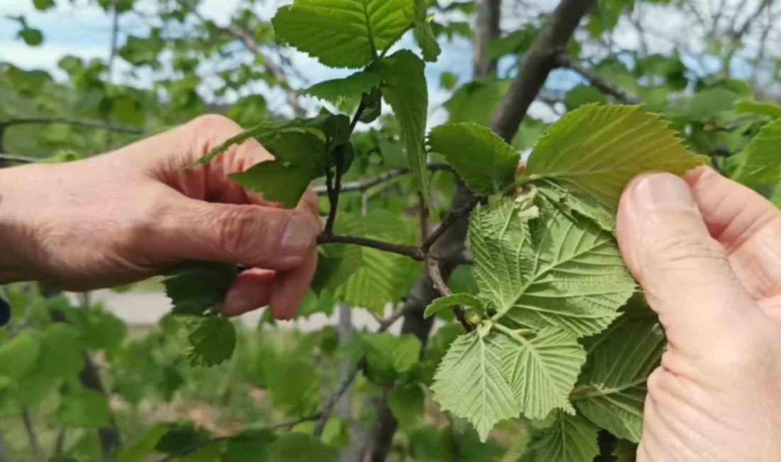 Giresun’da fındıkta don riski yok, üreticiyi kokarca korkutuyor
