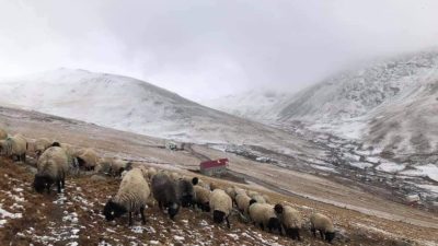 Karadeniz’de yüzyıllardır sürdürülen yaylacılık faaliyetleri, son dönemde alınan mera ve