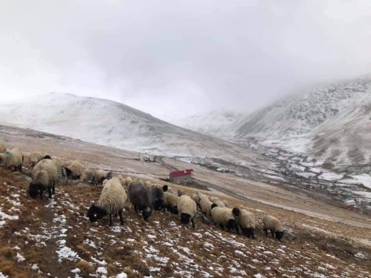 Karadeniz’de yüzyıllardır sürdürülen yaylacılık faaliyetleri, son dönemde alınan mera ve
