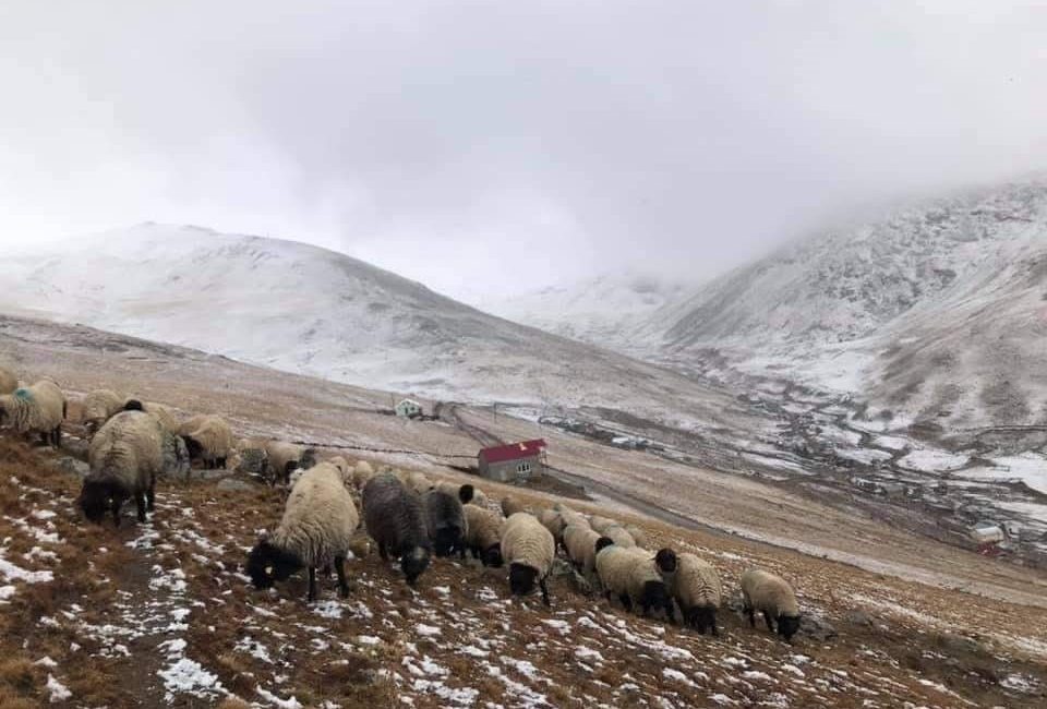 Karadeniz’de yüzyıllardır sürdürülen yaylacılık faaliyetleri, son dönemde alınan mera ve